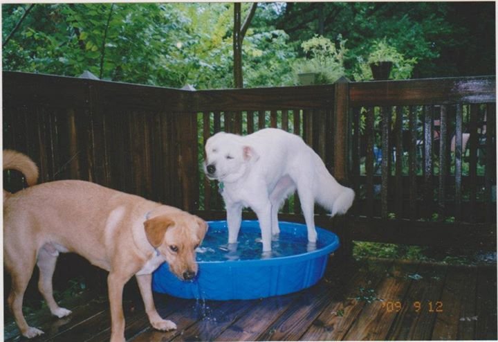 Nancy Batch's album, The puppies