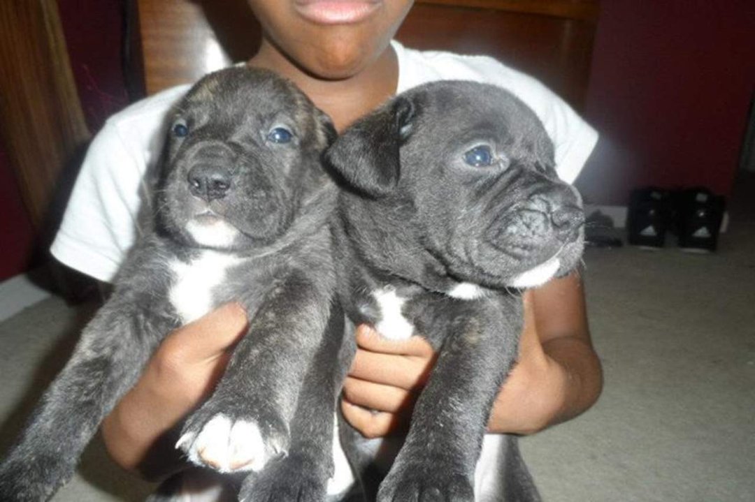 Wendall Galloway's album, Pitt Bull Puppies for sale $250 - Born June 12, 2012
