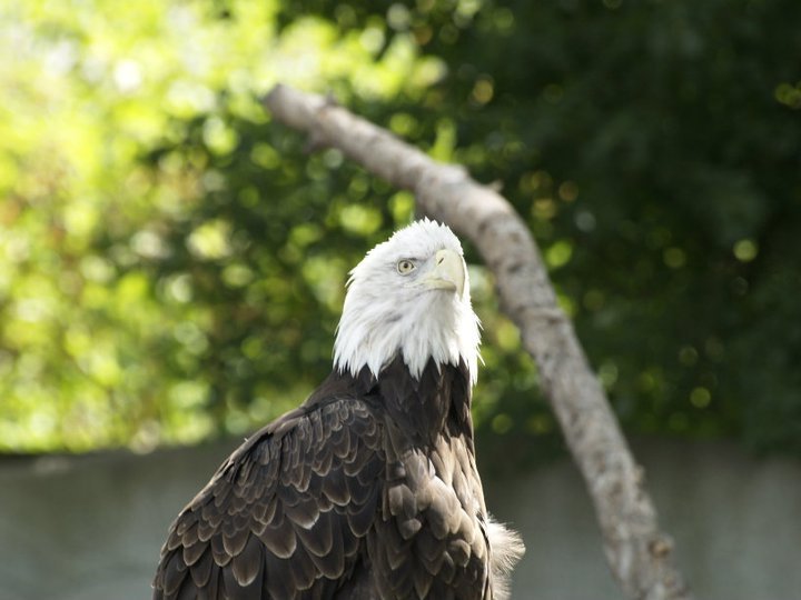 Anthony Carmichael's album, Detroit Zoo