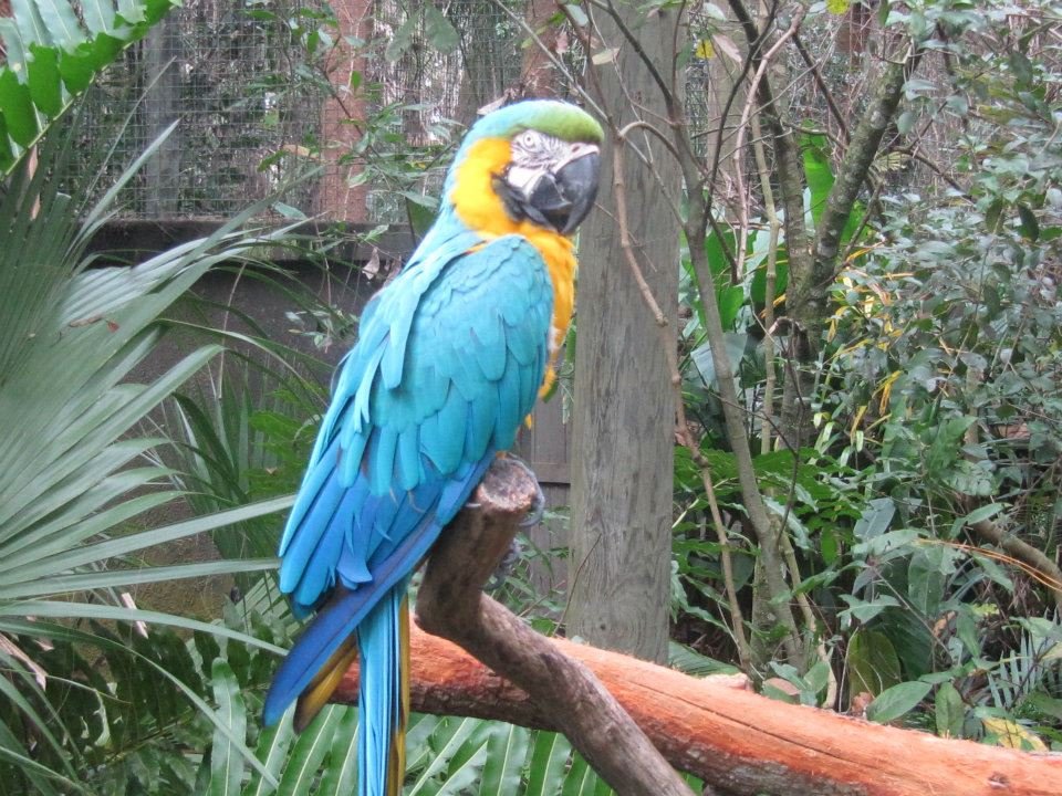 Deborah Moyer's album, Delana Goes to the Zoo