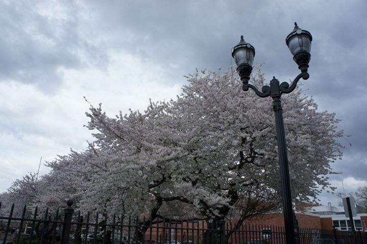 Vicky Chalk's album, Cherry blossoms in the Oval