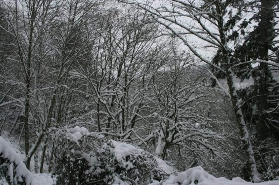 Jeffrey Eustis' album, snow!!