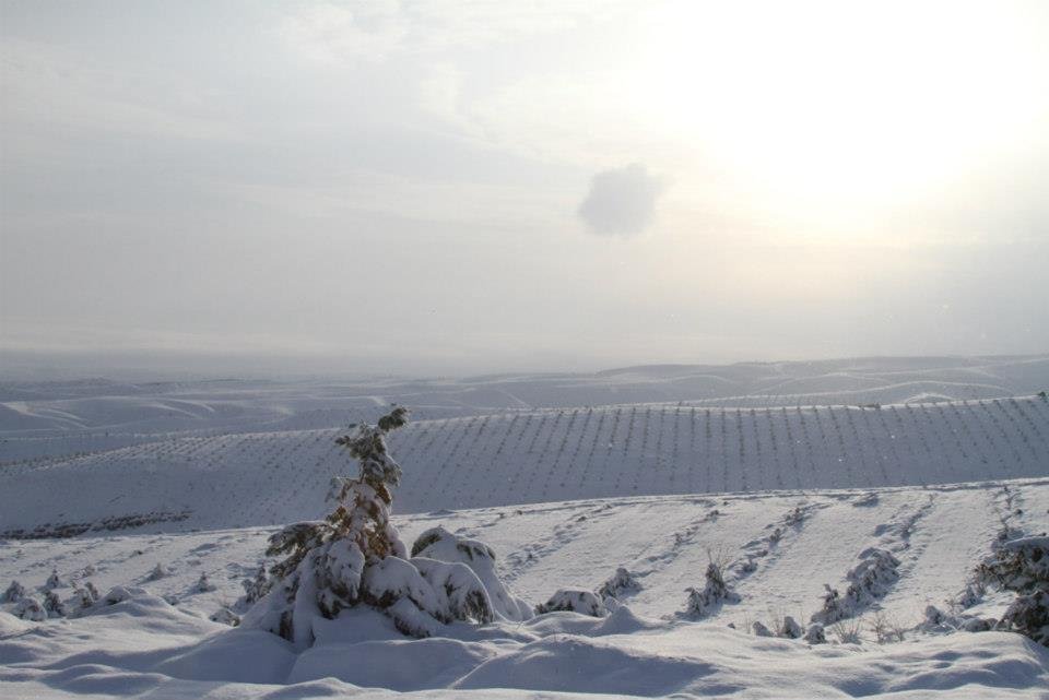 Bill Leaf's album, Snowy Kopet Dag - March 8, 2013