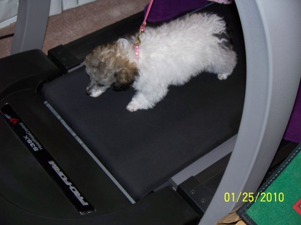 Joyce McGahan's album, MY dog Lila