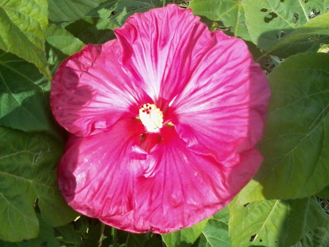 Elizabeth Shupe's album, Mobile Uploads