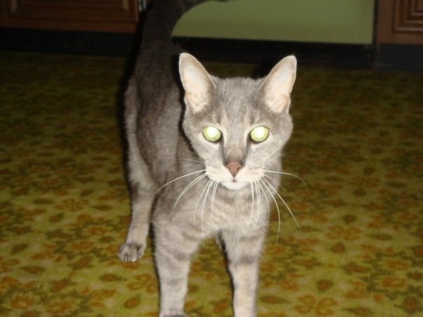 Prudence Labelle's album, cats
