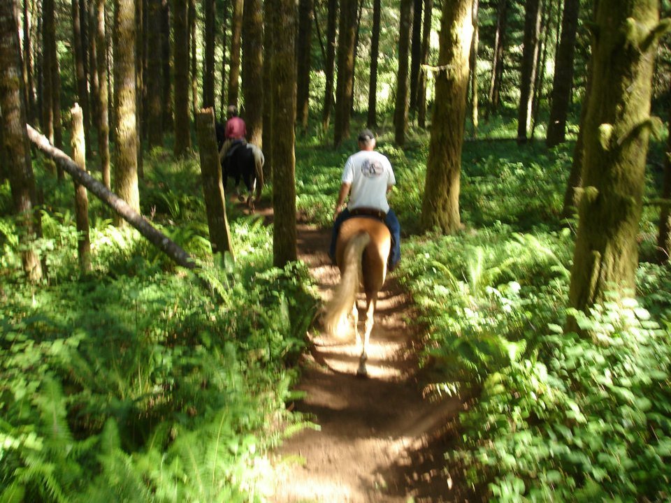 Carla Swearingen's album, August 2011 Horses