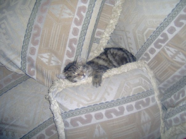 Debra Gamsby's album, Pets