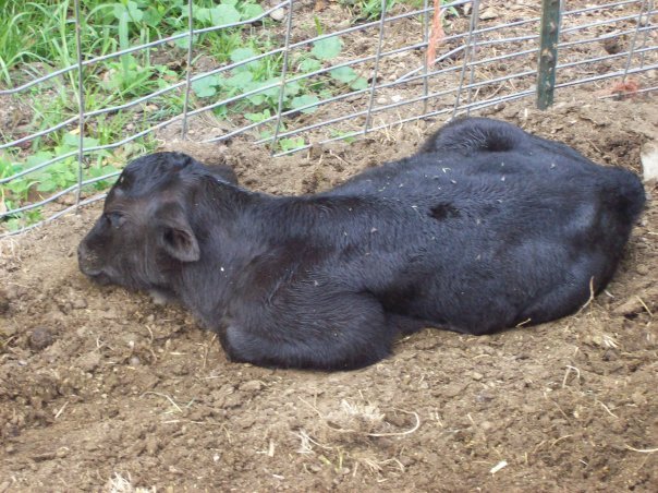 Alice Hamm's album, the REAL farm