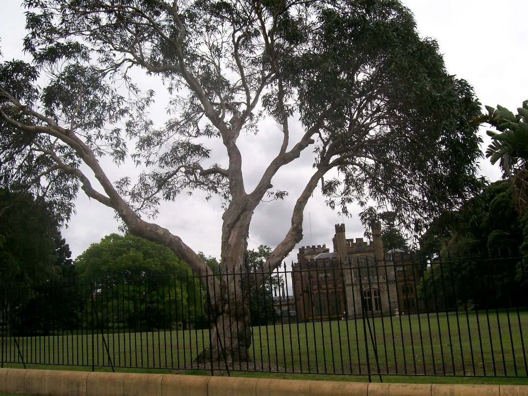 tim flinn's album, sydney2