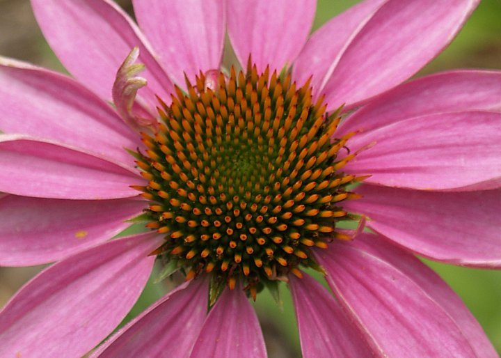 Robert Chapman's album, Spring Flowers