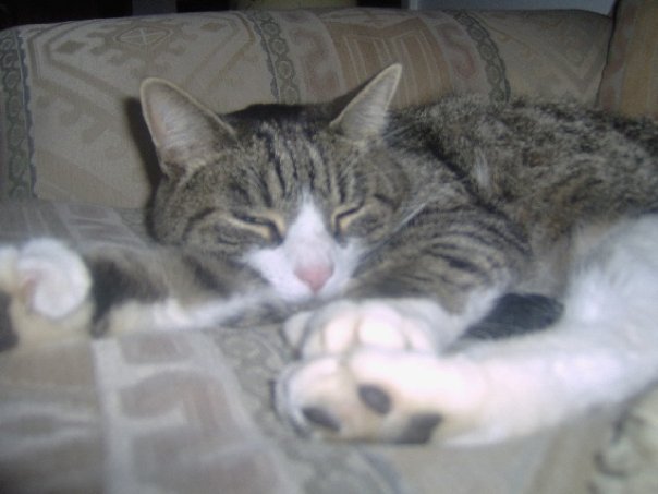 Debra Gamsby's album, Pets