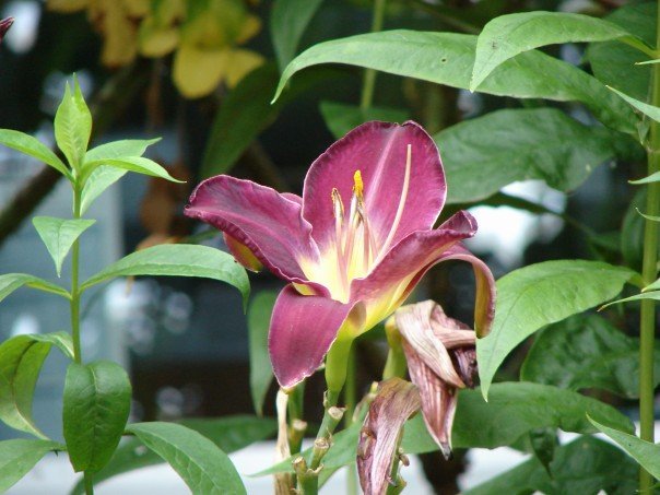 Joanne Smith's album, Flowers by Pam