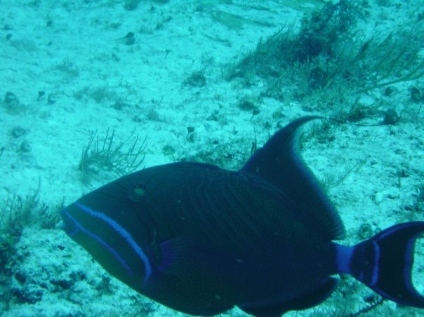 Michael Cochran's album, Underwater Cozumel
