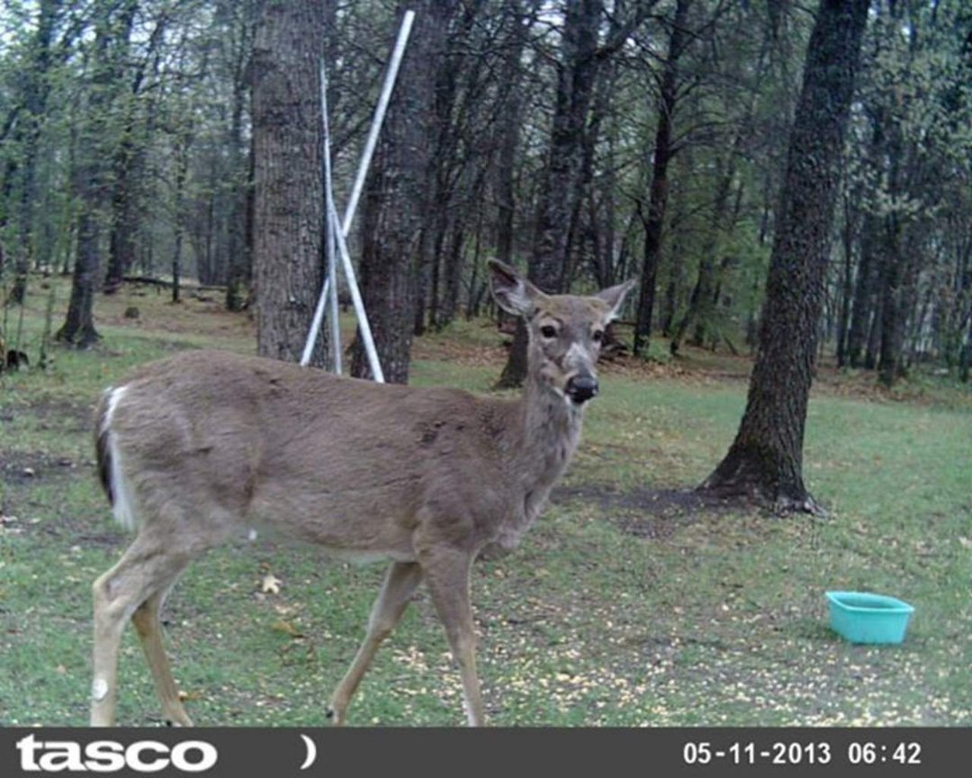 Sandra Jobe's album, wildlife in front yard