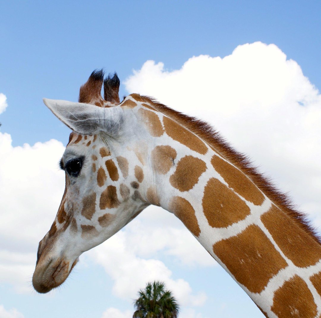Jon Cluff's album, Busch Gardens Safari