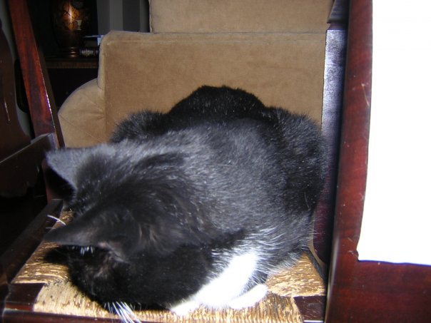 Michael Segle's album, I'm pathetic, I know, posting pictures of my cats...