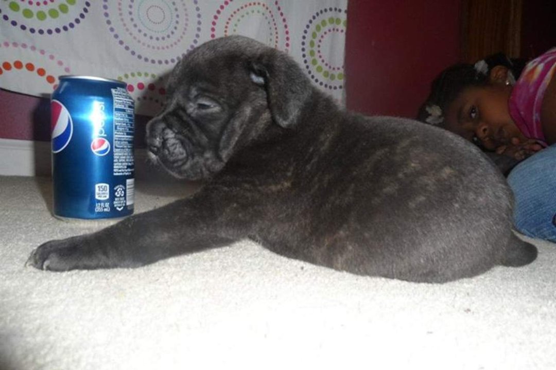 Wendall Galloway's album, Pitt Bull Puppies for sale $250 - Born June 12, 2012