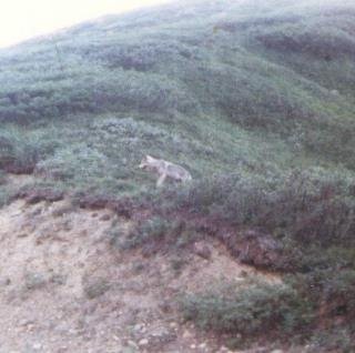 1988 in Denali Park