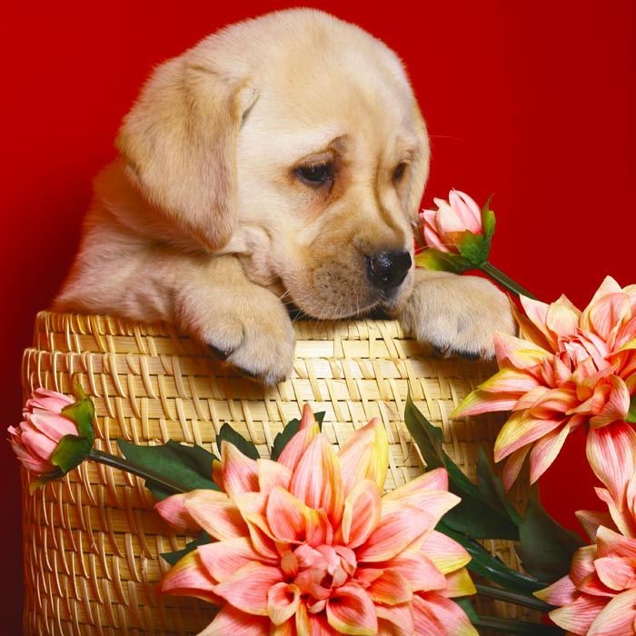 Maureen Arbo's album, Puzzled Hearts Photos