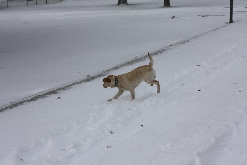 Paul Studiner's album, Snow Storm Feb 1st 2011