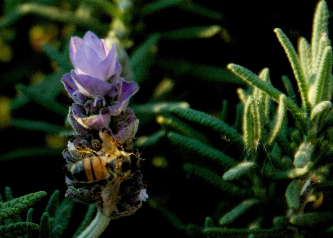 Mike Hamby's album, Bee Cause
