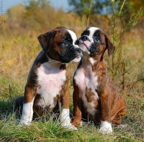 Michael Clarke's album, cutest puppies ever