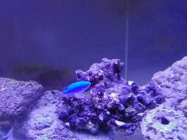 Steve Hinman's album, Fish tank