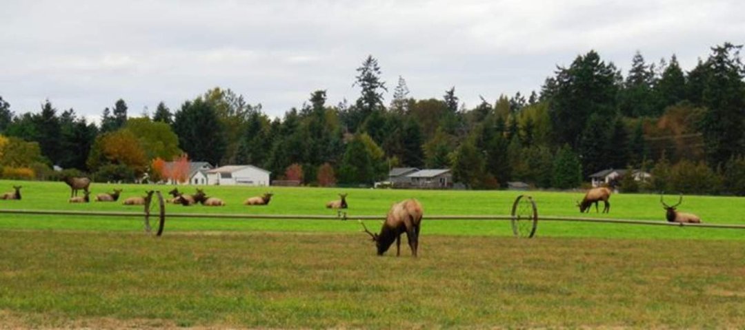 Michele Caples' album, Cover Photos