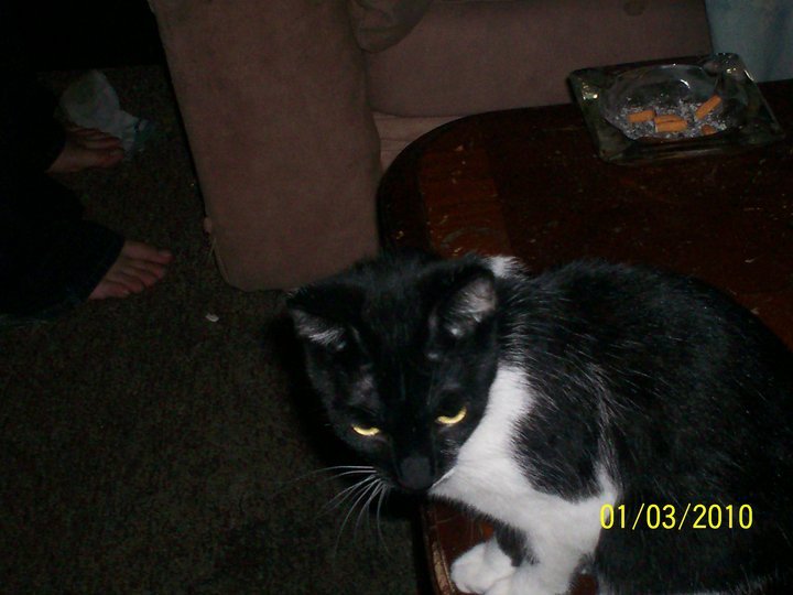 James Rizer's album, My mom and I's pet's