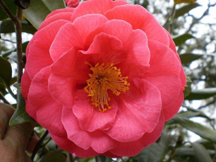 Debra Lowry's album, Cover Photos