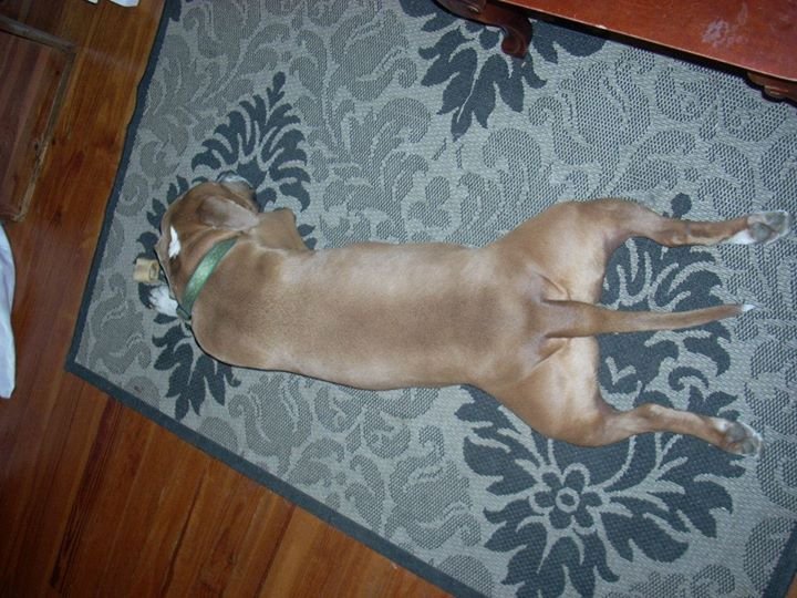 Jason Bauer's album, Holly puppy