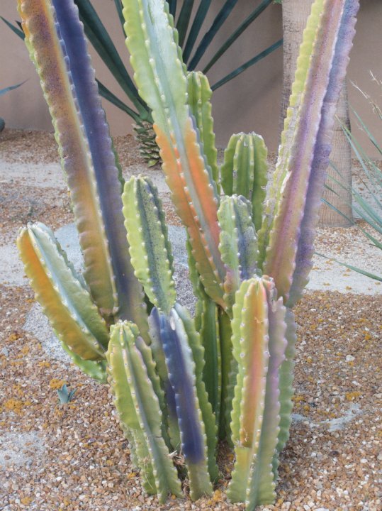 Marie Johnson's album, Palm Springs Trip