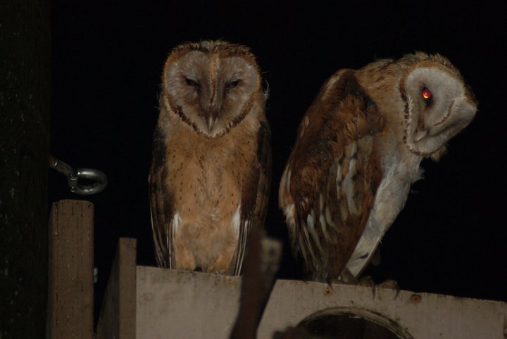 Nikki Elliott-White's album, 2011 Yori Ranches Owlets