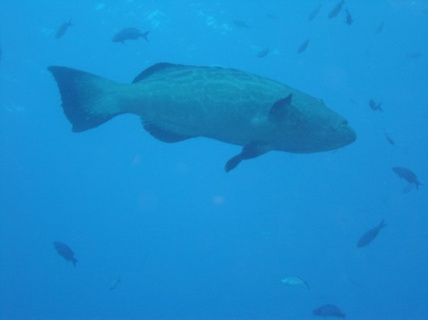 Michael Cochran's album, Underwater Cozumel