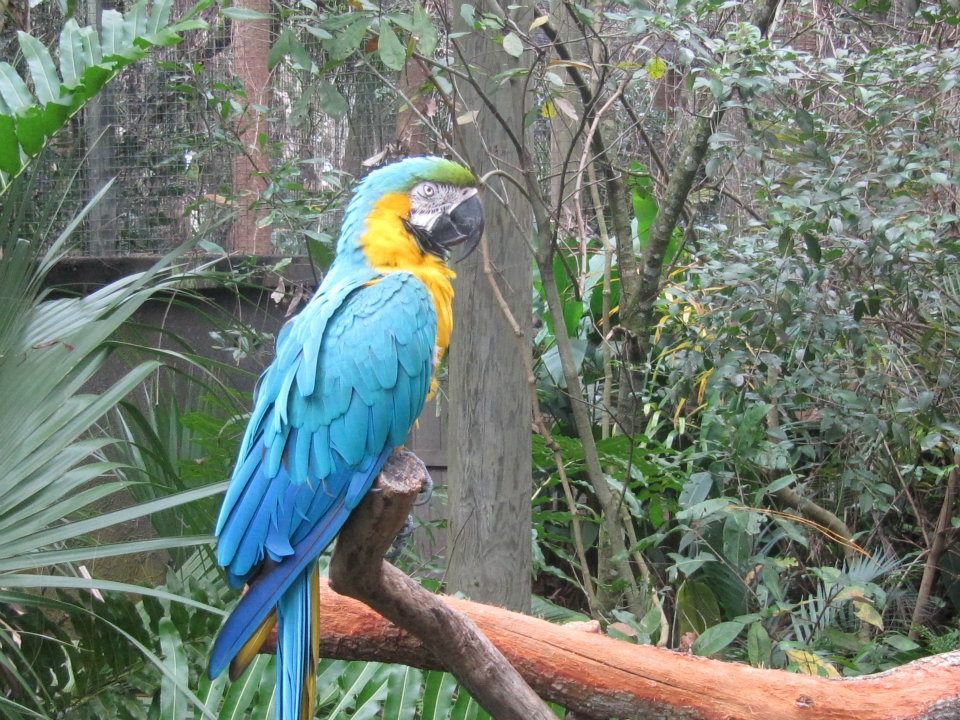 Deborah Moyer's album, Delana Goes to the Zoo