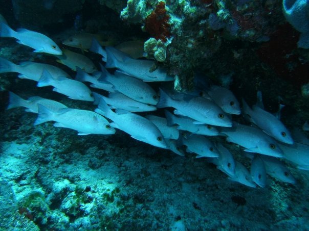 Marc Margolis' album, Scuba 2008