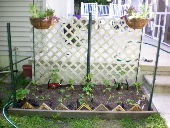 Susan Long's album, My First Vegetable Garden