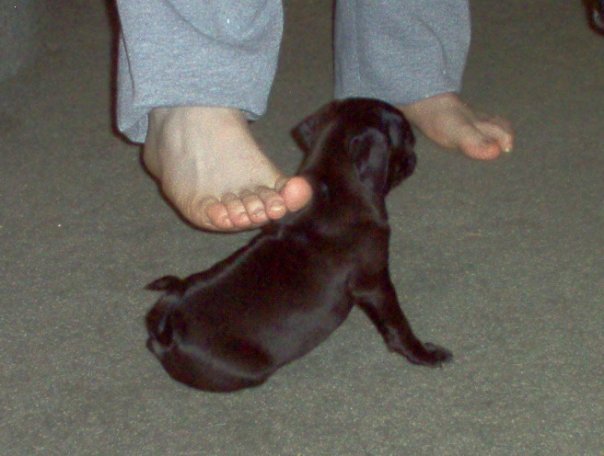 Jennifer Hawk's album, my dogs