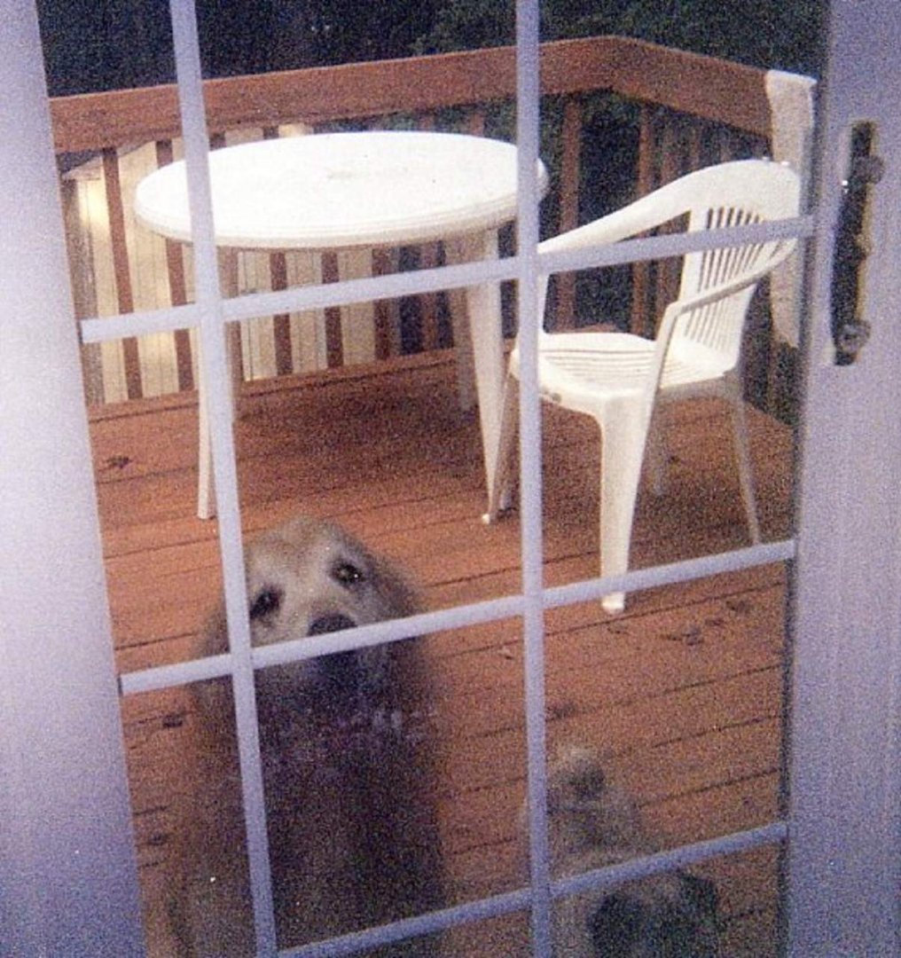 Robert Dunas' album, JIMMY the Pug - In Loving Memory