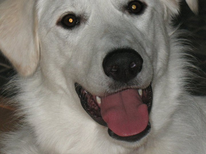 Nancy Batch's album, The puppies