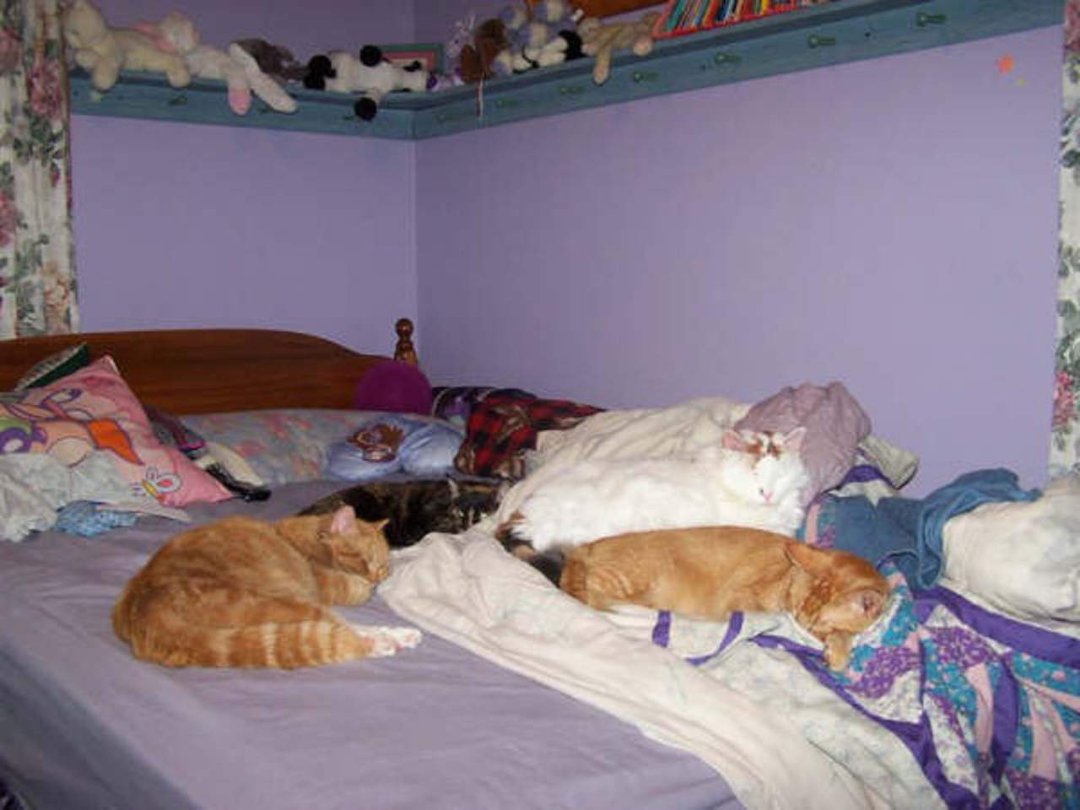 John Mitchell's album, cats