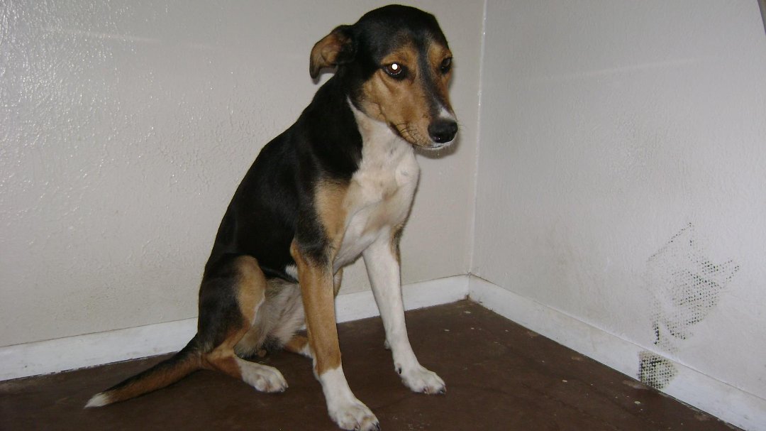 Todd Born's album, Shiloh June 2011