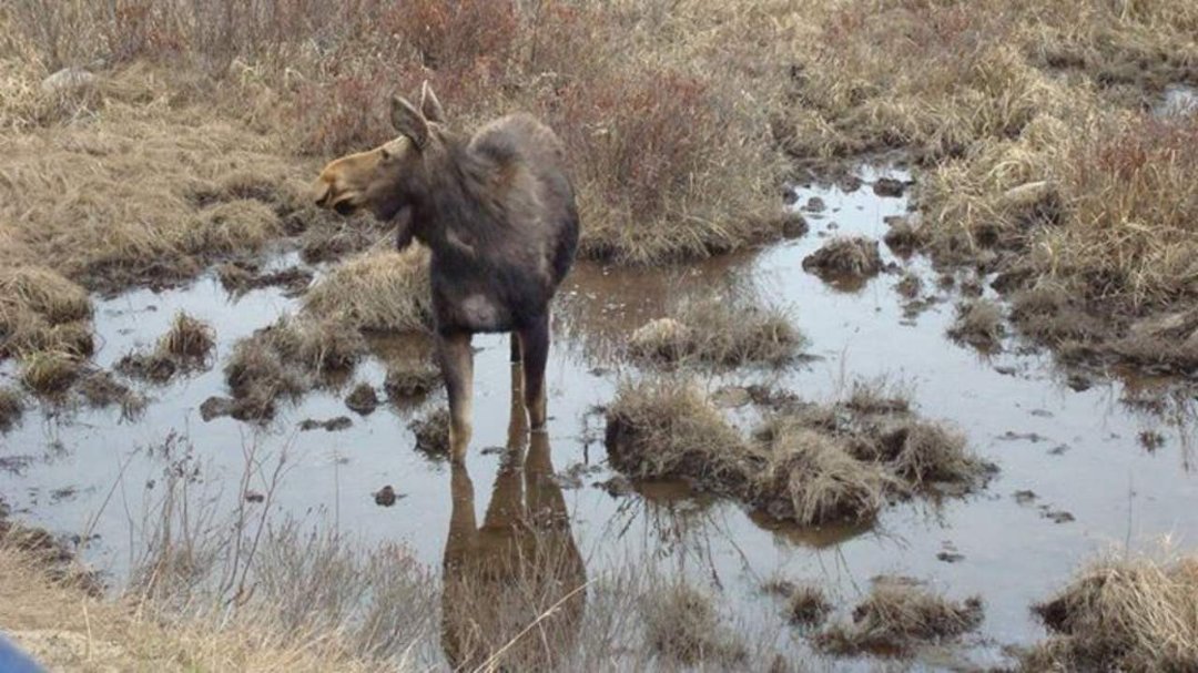 Chris Cunningham's album, Moose along the drive