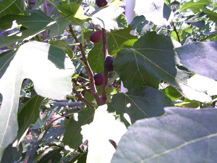 Gordon Brewer's album, Gordon's Figs & Coffee Trees