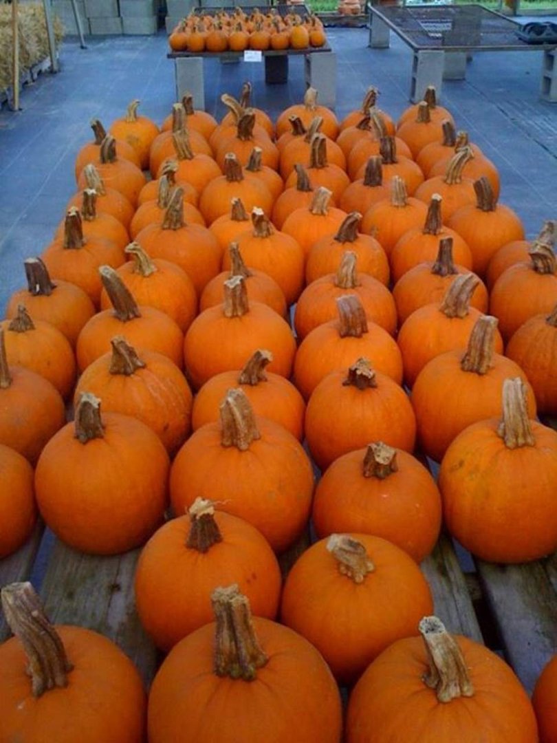 Sharon Fox's album, October 1, 2011