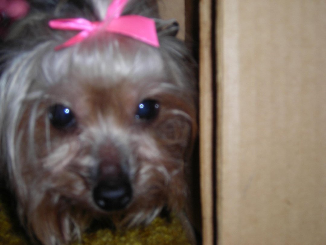 Connie Countryman's album, Sophie's 1st day home