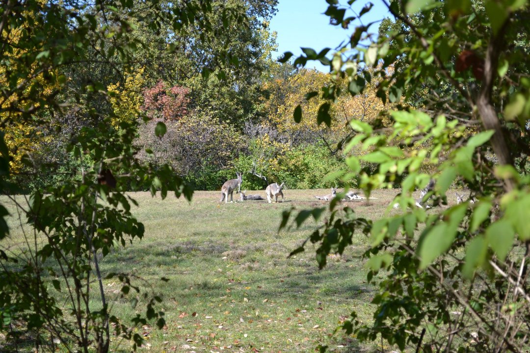 Chris Ames' album, Boys day at Zoo 2012