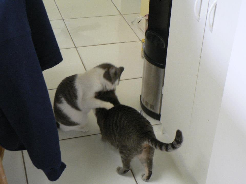 Peter Hibbard's album, Our Cats