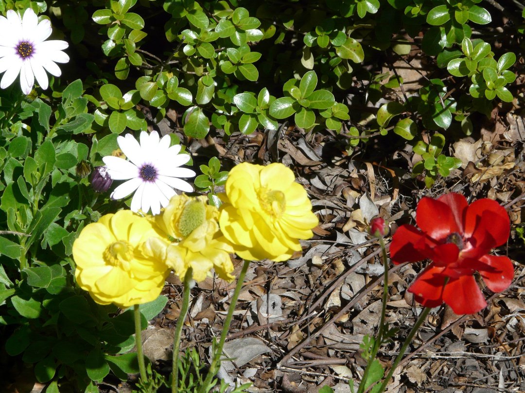 Lynn Mills' album, Garden Pics